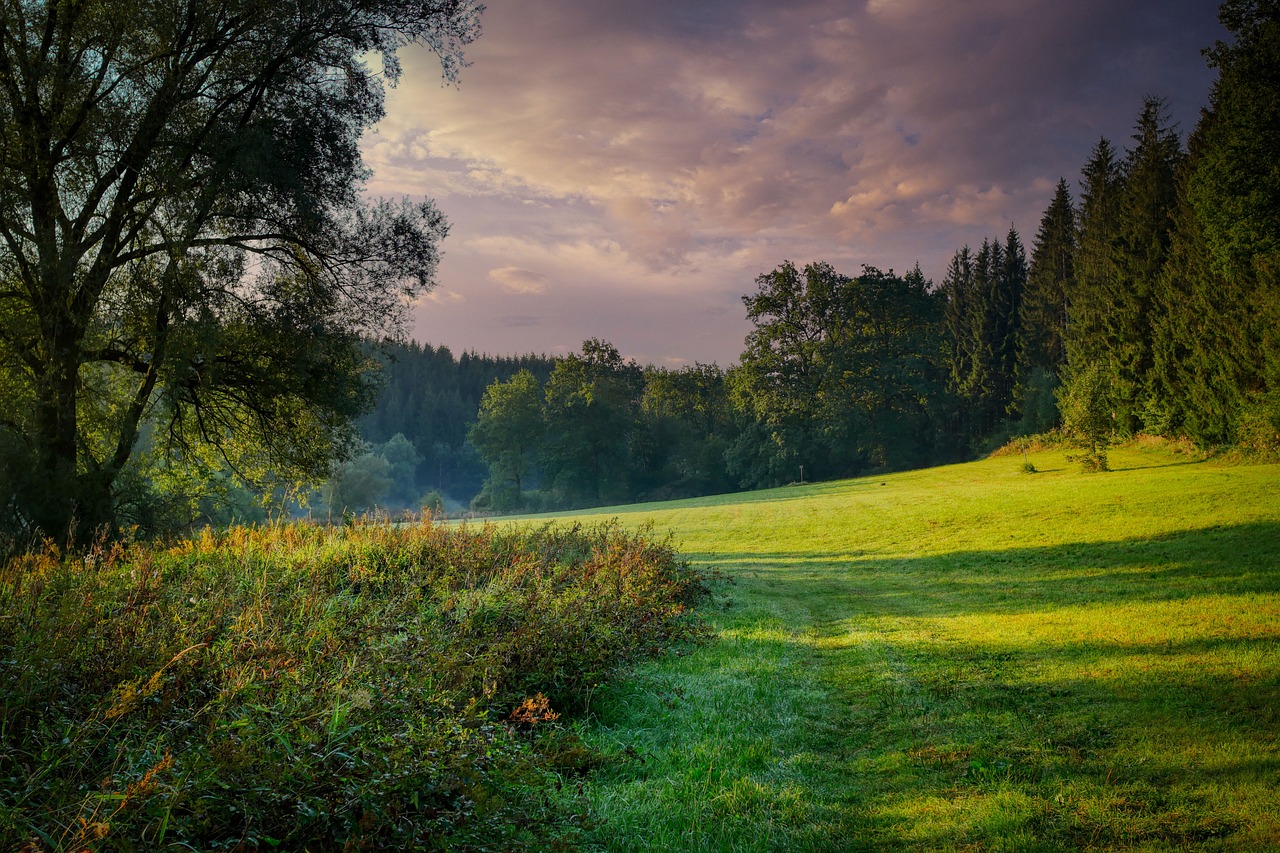 glade, meadow, field-5598324.jpg